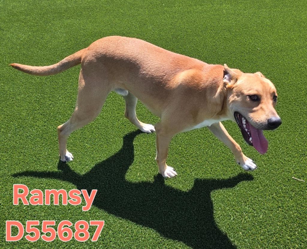 Enlarge Ramsy, a Adoptable Labrador Retriever in Clarksville, TN image 2/4