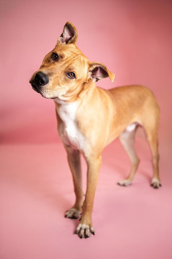 Enlarge Ramsy, a Adoptable Labrador Retriever in Clarksville, TN image 3/4