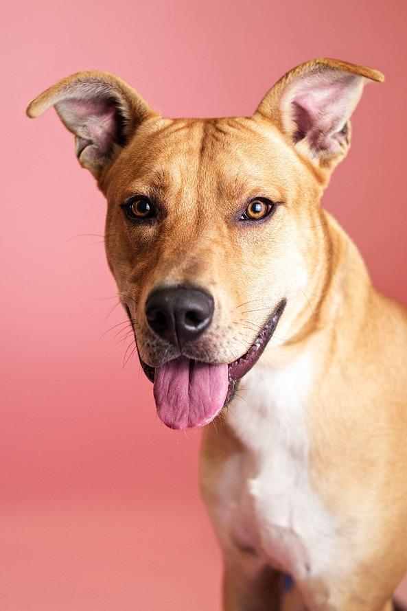 Enlarge Ramsy, a Adoptable Labrador Retriever in Clarksville, TN image 4/4