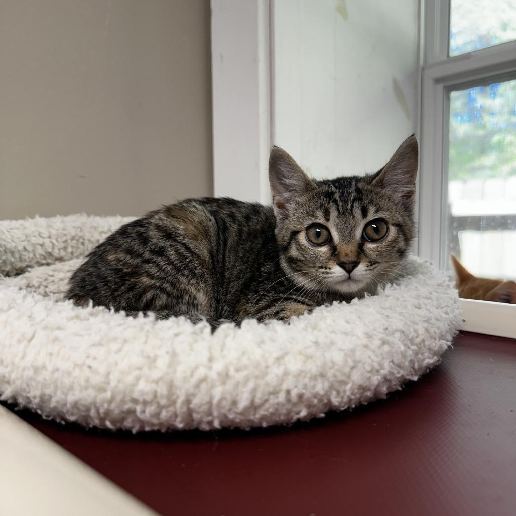 Fireball, Adoptable, Kitten Female Domestic Short Hair.