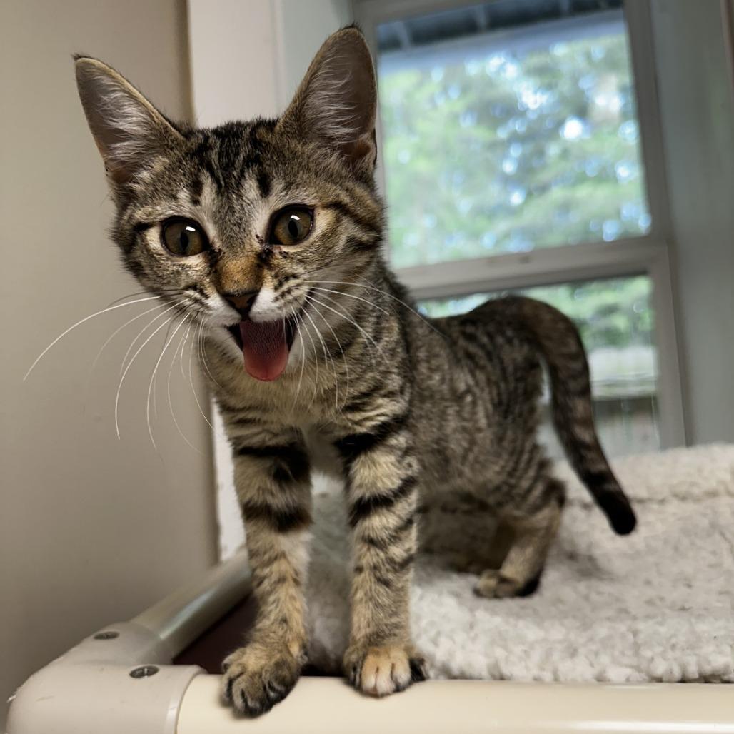 Fireball, a Adoptable Domestic Short Hair in Blue Ridge, GA image 2/3