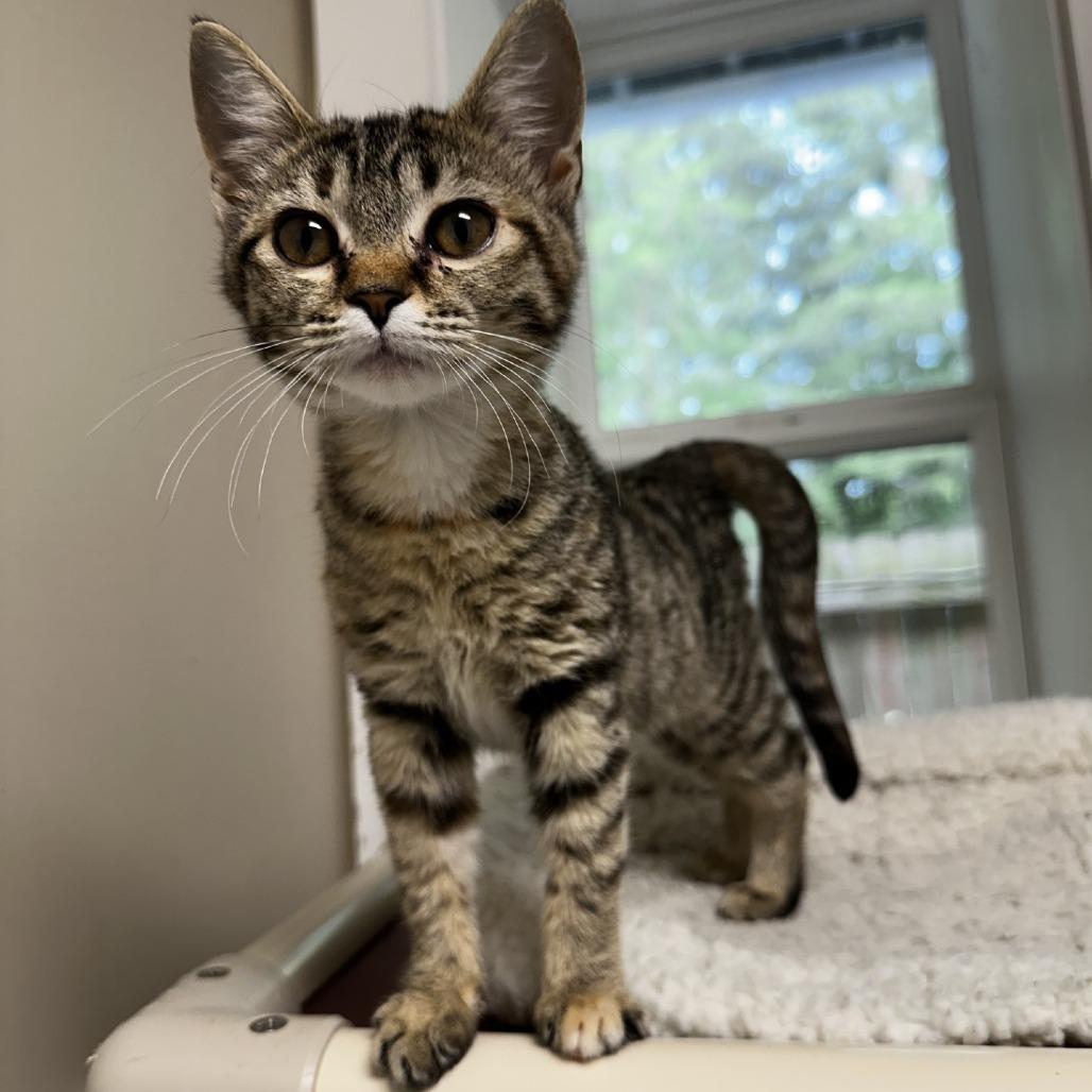 Fireball, a Adoptable Domestic Short Hair in Blue Ridge, GA image 3/3