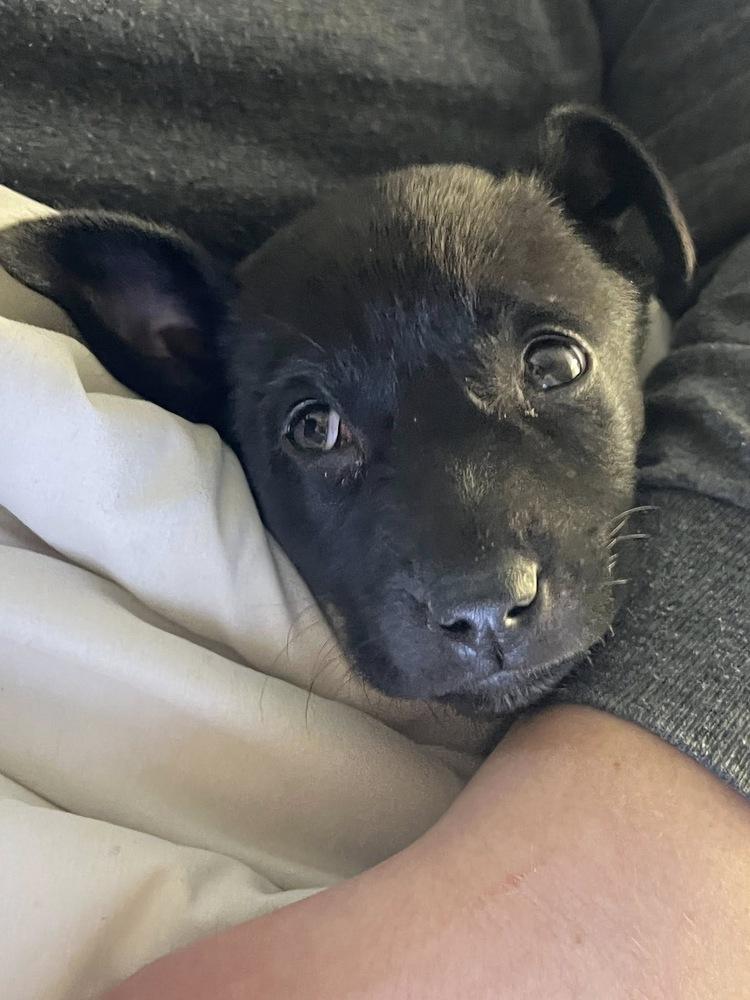 Daphne, Adoptable, Puppy Female Labrador Retriever.