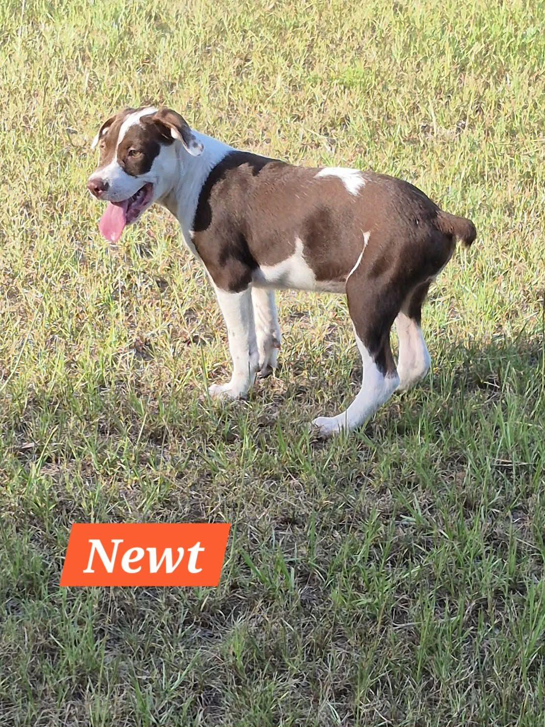 Newt, ADOPTABLE, Puppy Male Labrador Retriever.
