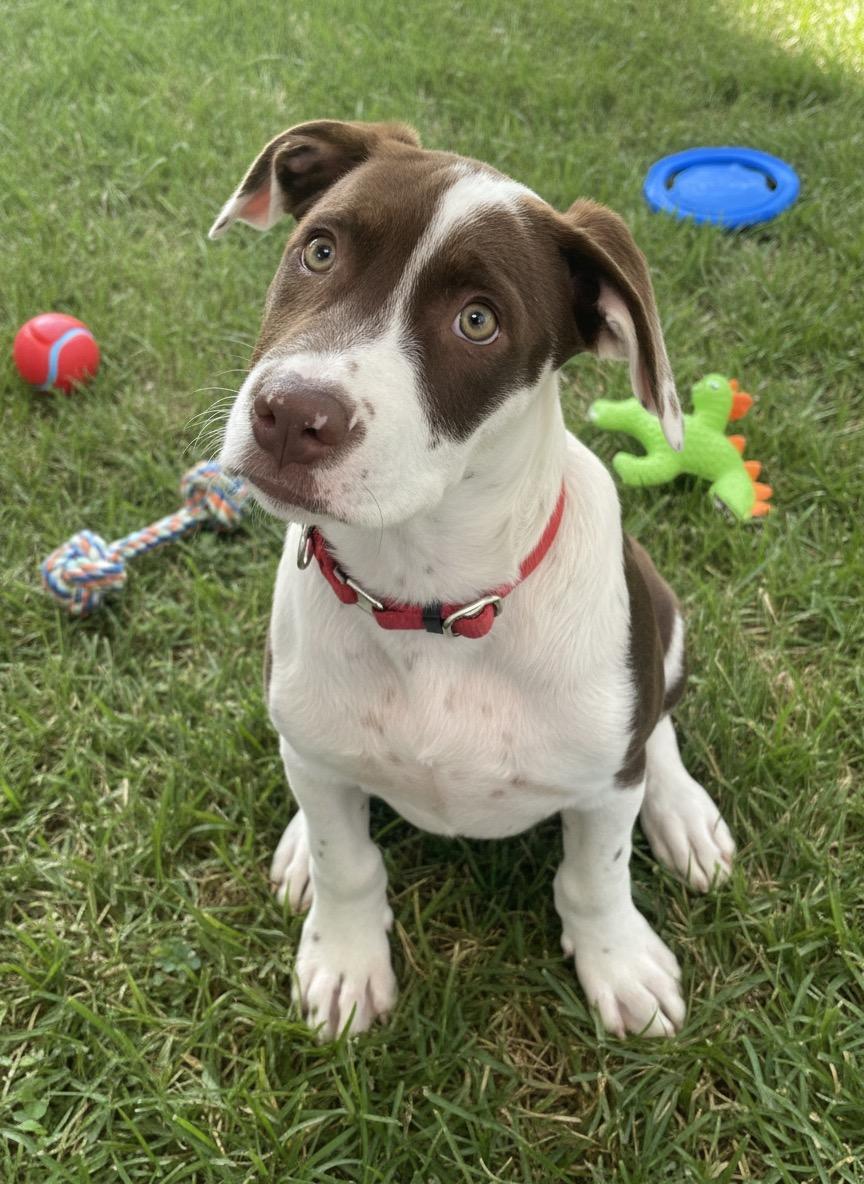 Newt, Adopted, Puppy Male Labrador Retriever.