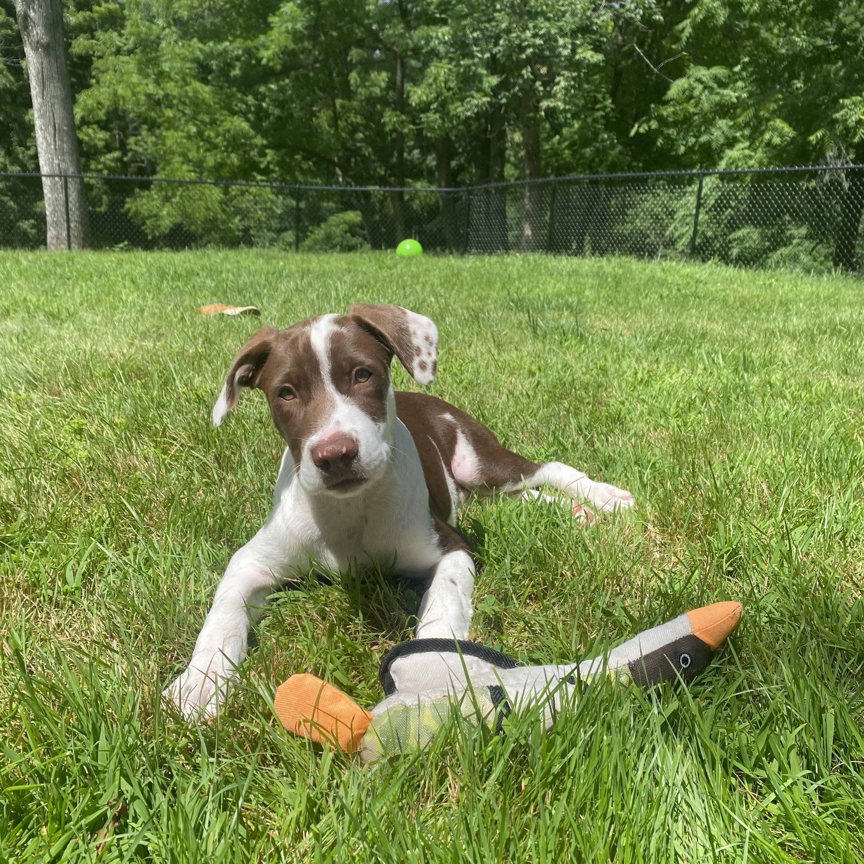 Enlarge Newt, a Adopted mixed breed in Hillsdale, NY image 3/4