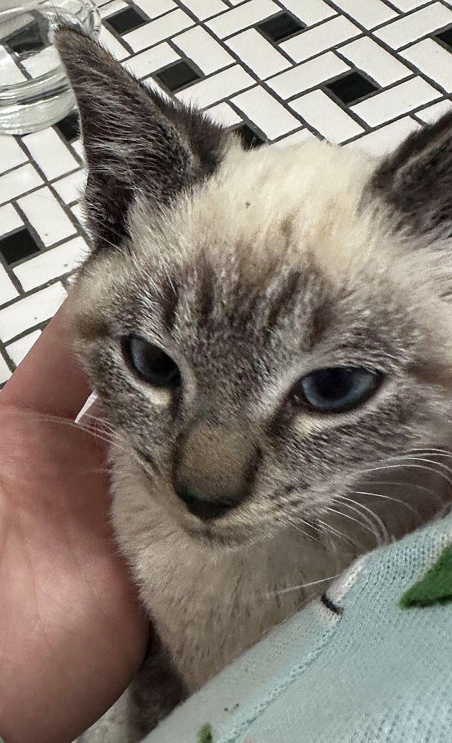 Enlarge ELO, a Adopted Siamese in Powder Springs, GA image 1/3