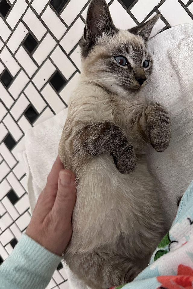 Enlarge ELO, a Adopted Siamese in Powder Springs, GA image 2/3