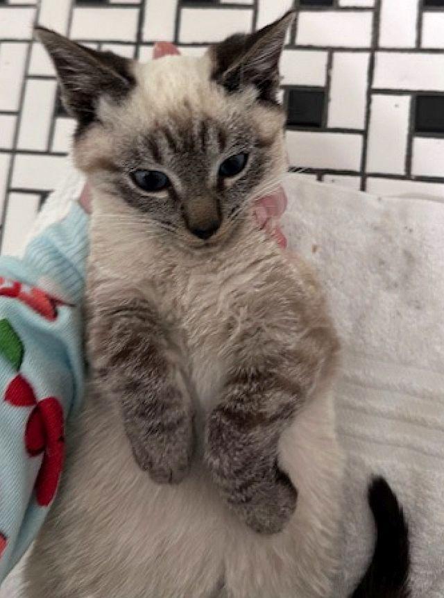 Enlarge ELO, a Adopted Siamese in Powder Springs, GA image 3/3