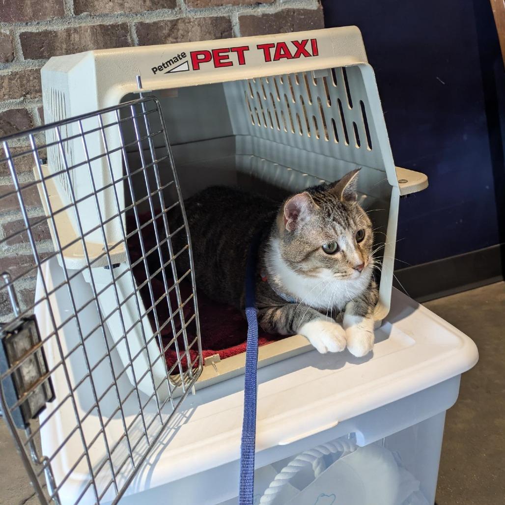 Waldo, Adoptable, Adult Male Domestic Short Hair.