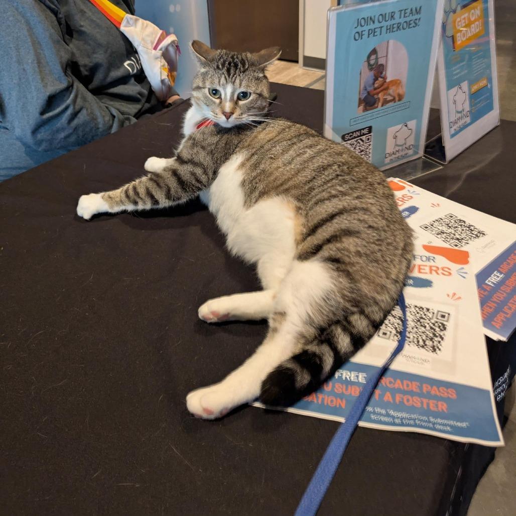 Enlarge Waldo, a Adoptable Domestic Short Hair in Fargo, ND image 2/6