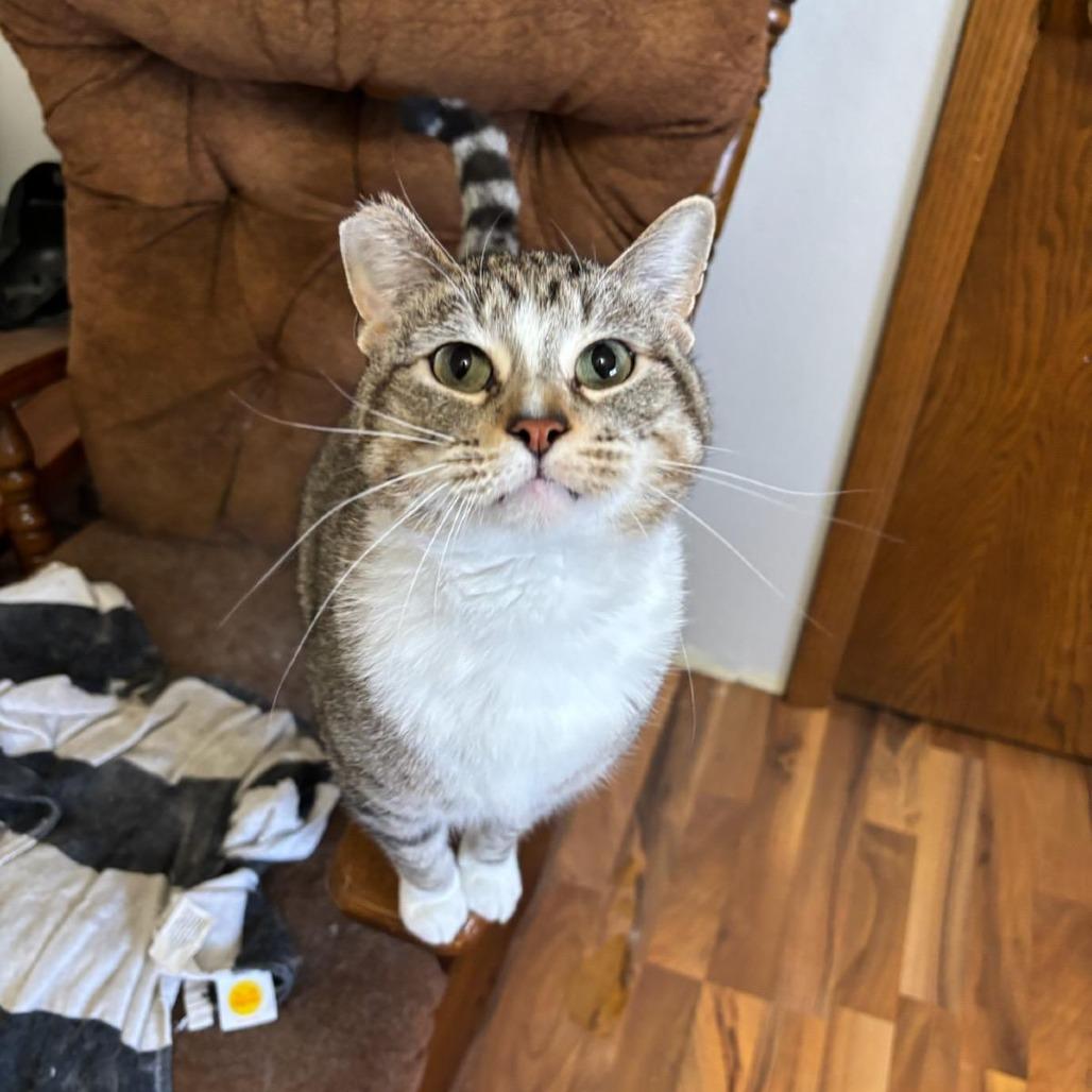 Enlarge Waldo, a Adoptable Domestic Short Hair in Fargo, ND image 4/6