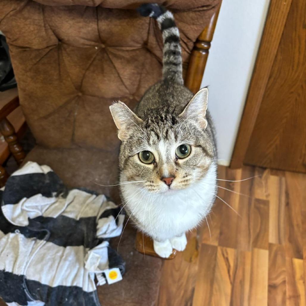 Enlarge Waldo, a Adoptable Domestic Short Hair in Fargo, ND image 5/6