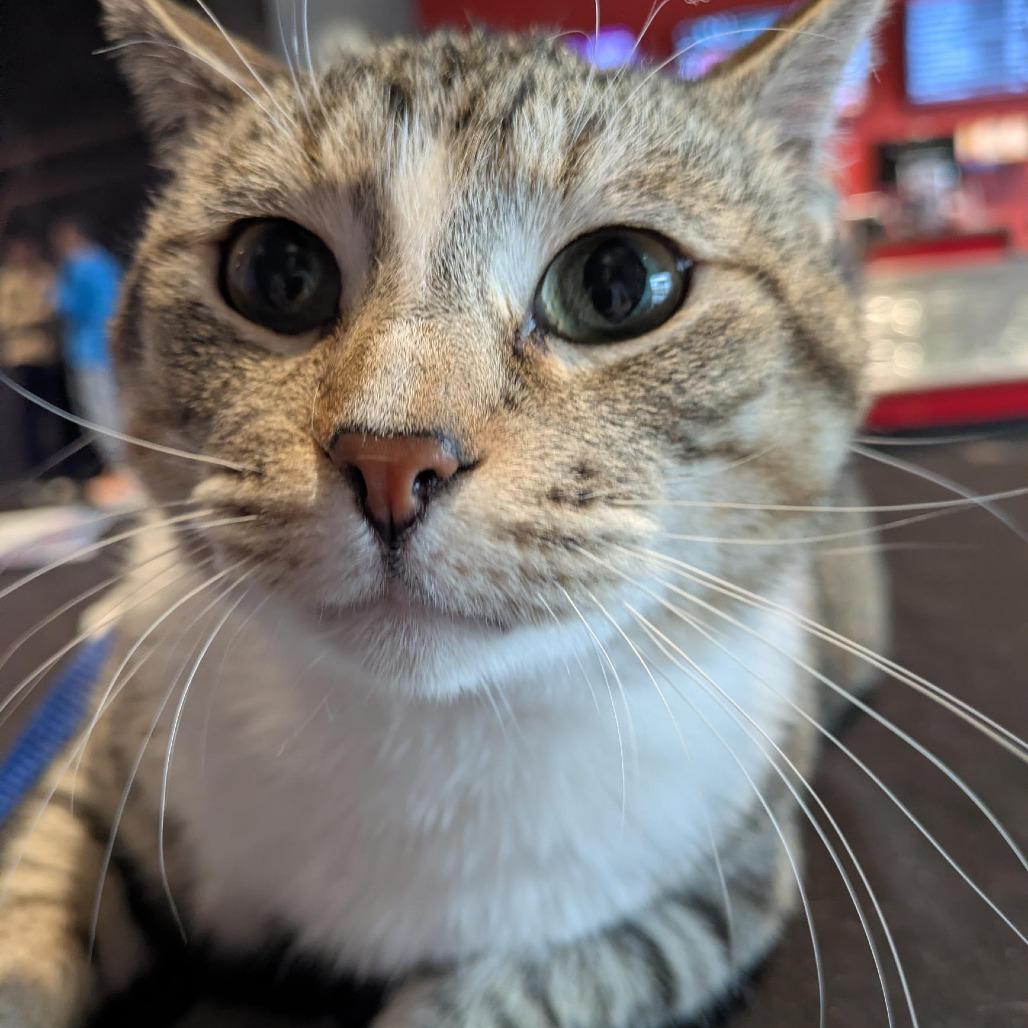Enlarge Waldo, a Adoptable Domestic Short Hair in Fargo, ND image 6/6