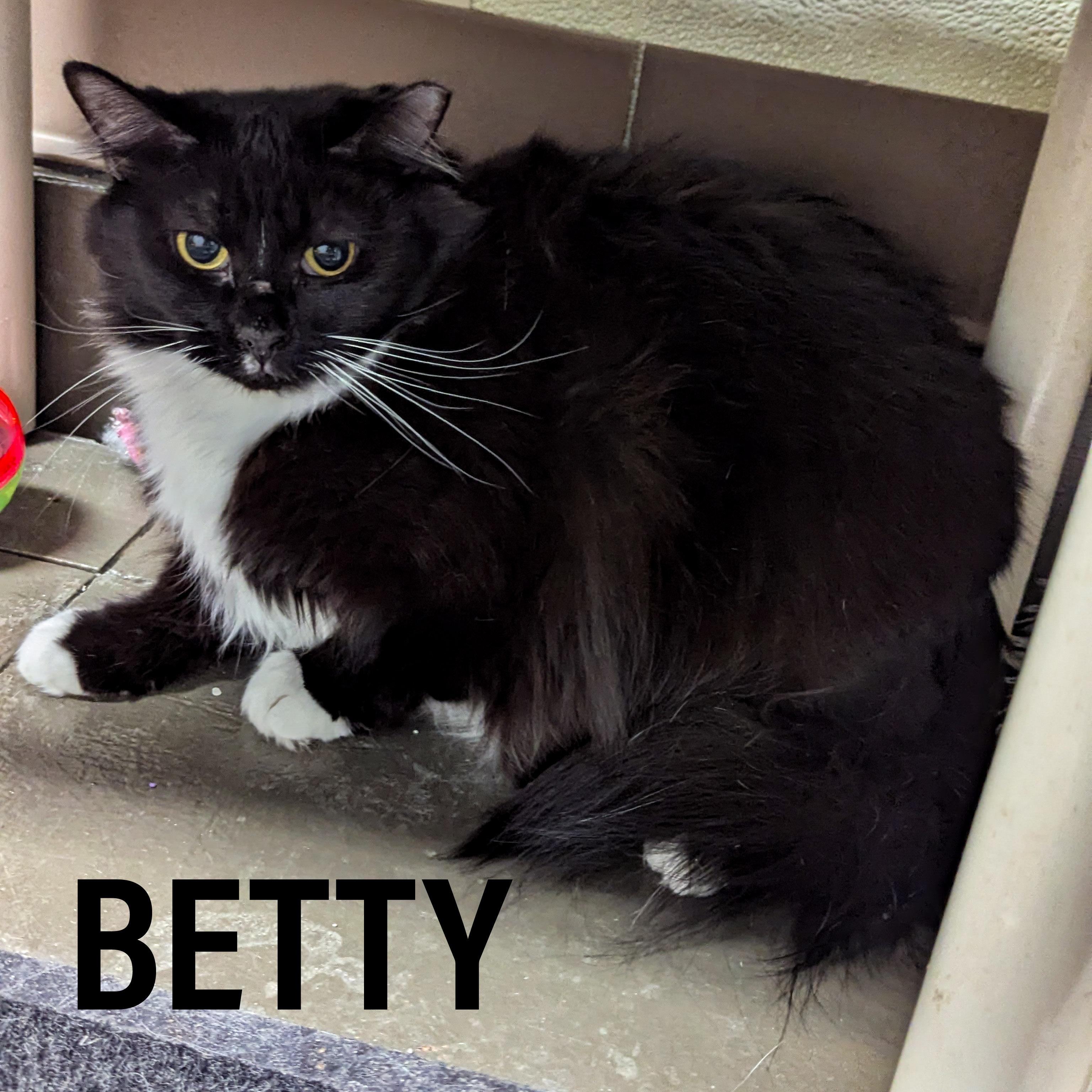 BETTY, Adult Female Domestic Long Hair