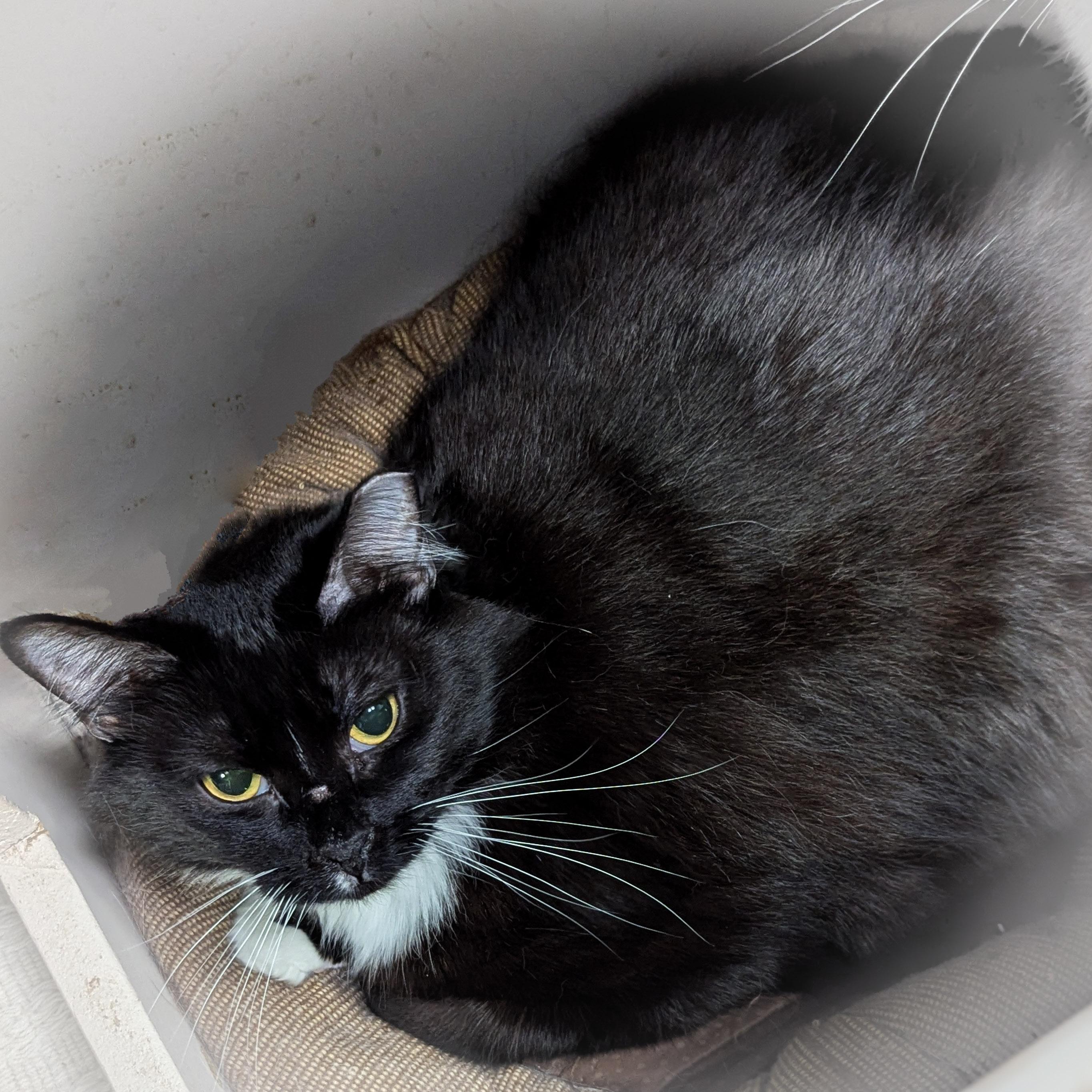 BETTY, a Adoptable mixed breed in Griffith, IN image 4/5