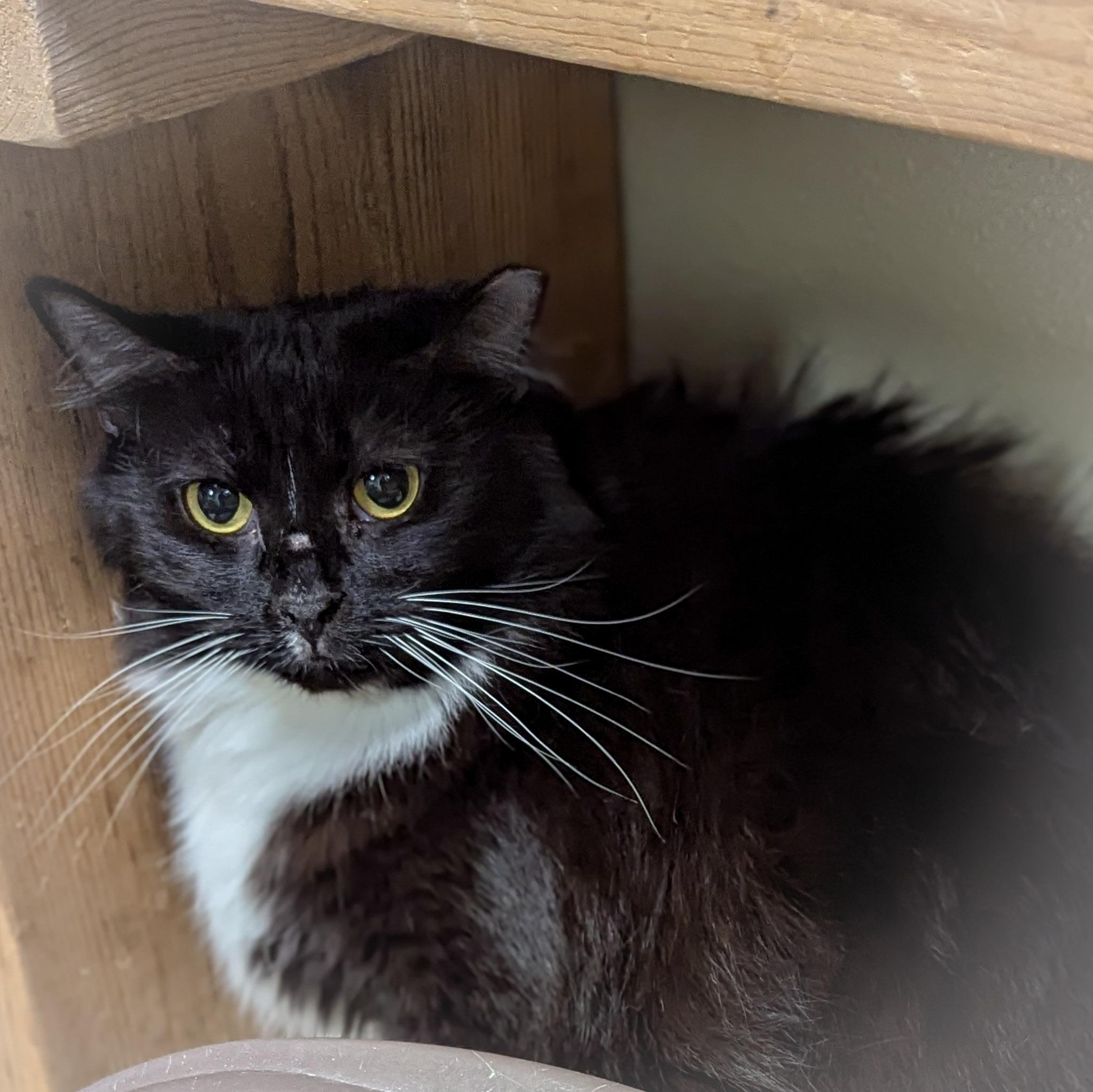 BETTY, a Adoptable mixed breed in Griffith, IN image 2/5