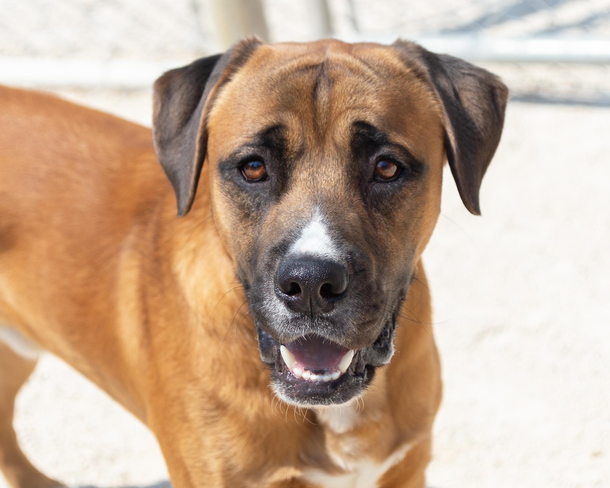 Morty - IN FOSTER, Adoptable, Adult Male Mastiff.