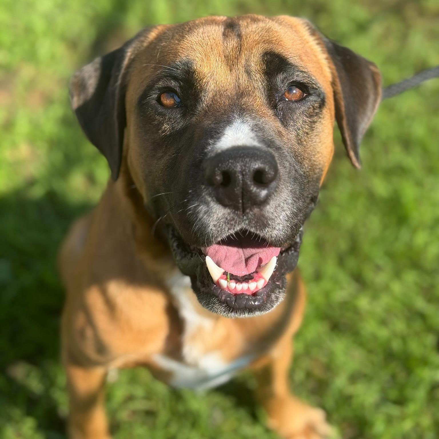 Morty - IN FOSTER, Adoptable, Adult Male Mastiff.