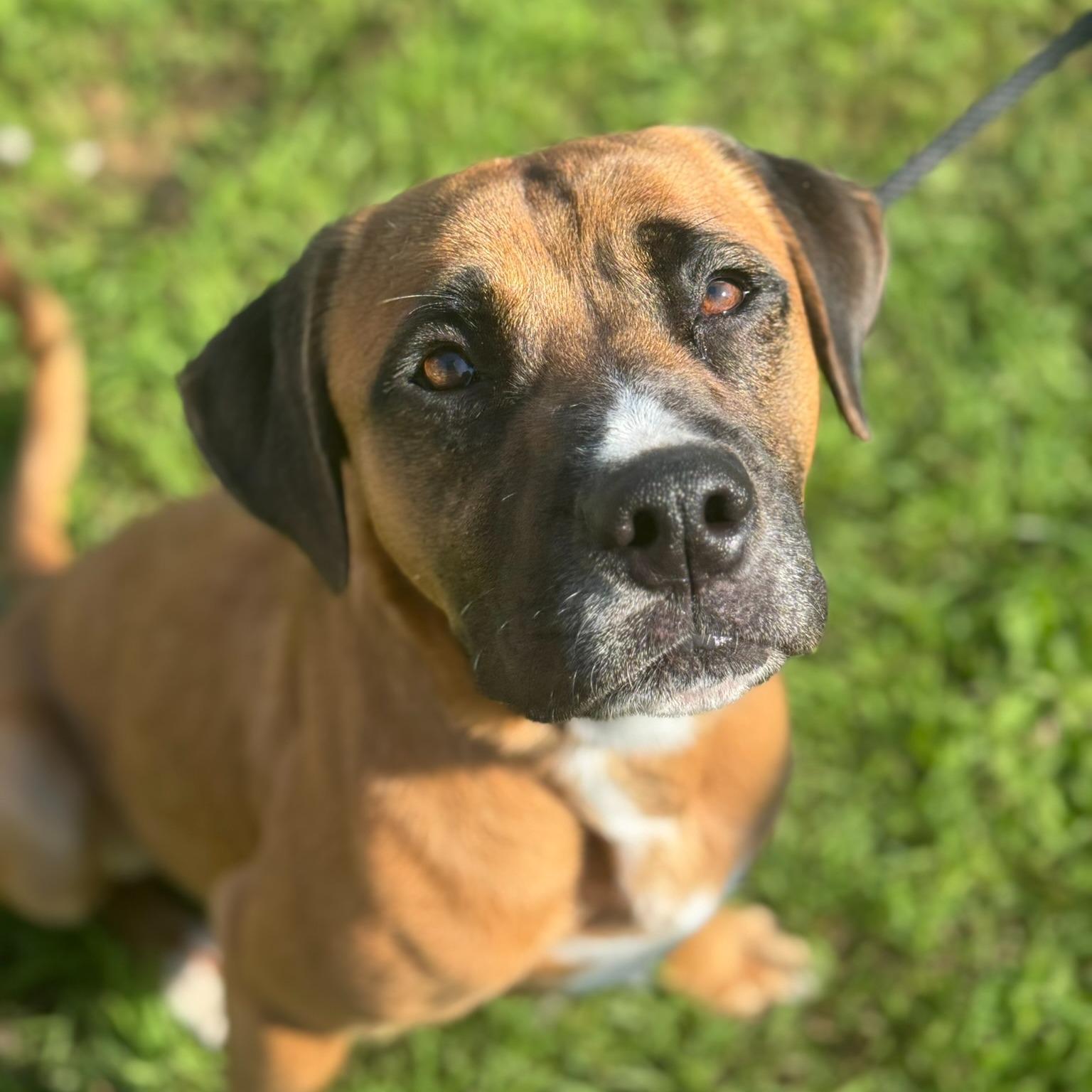 Morty - IN FOSTER, a Adoptable mixed breed in Winnipeg, MB image 5/5