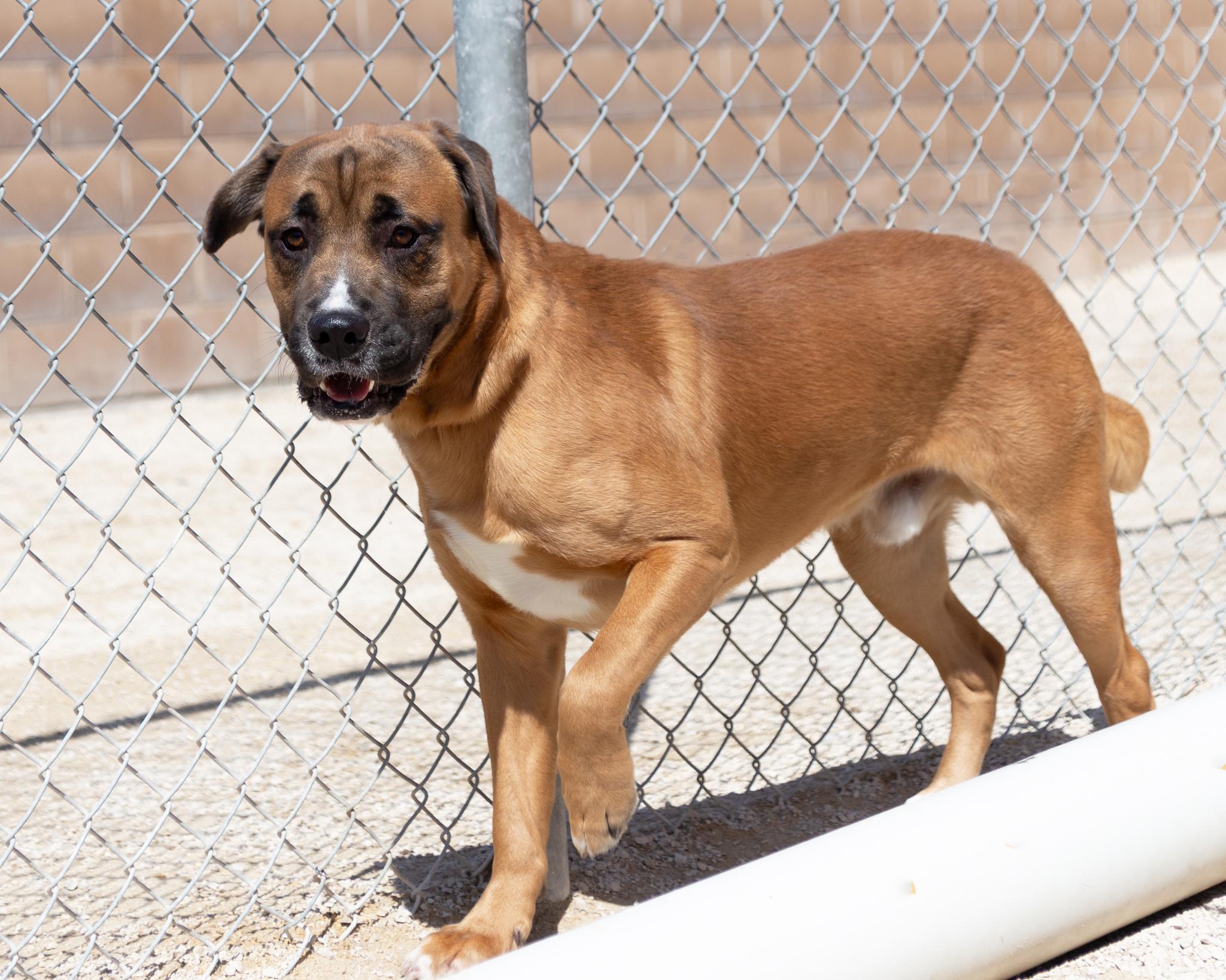 Morty - IN FOSTER, a Adoptable mixed breed in Winnipeg, MB image 3/5