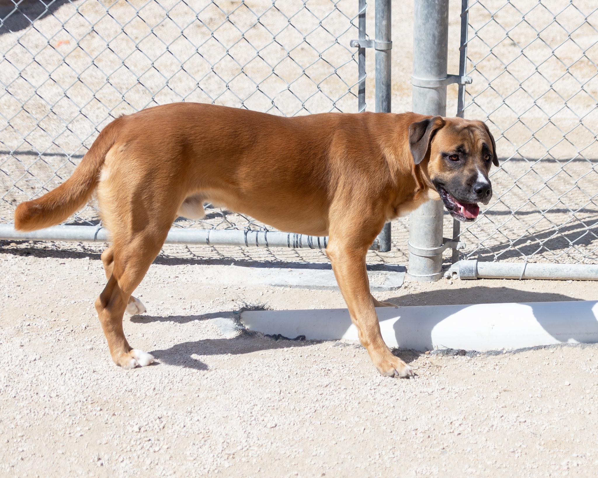 Morty - IN FOSTER, a Adoptable mixed breed in Winnipeg, MB image 4/5