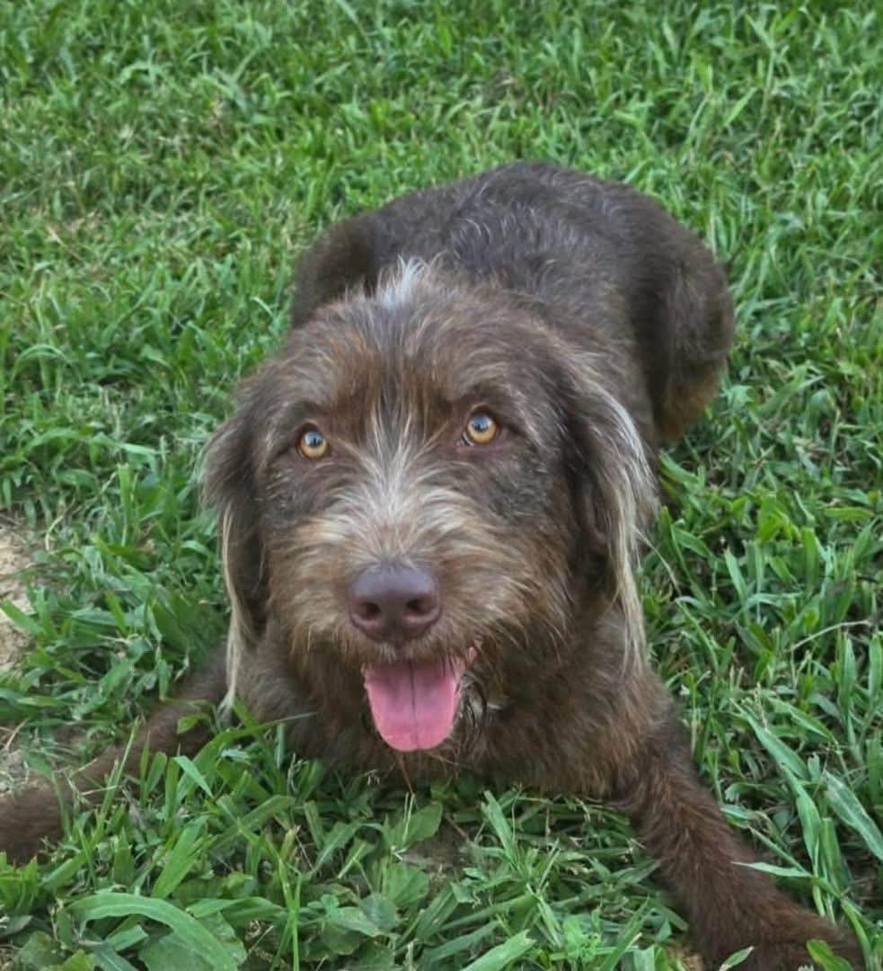 BINGO, a ADOPTABLE mixed breed in Pacific, MO image 2/3