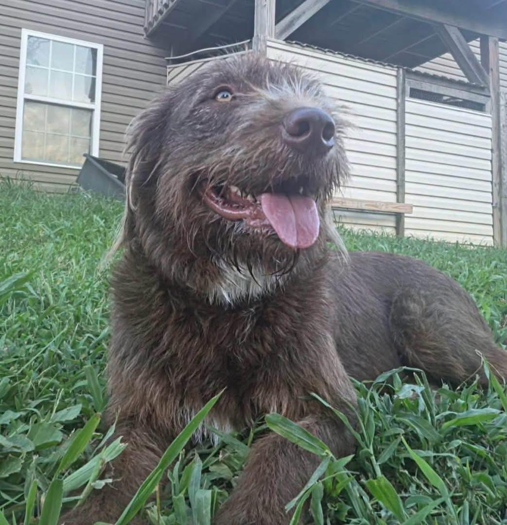 BINGO, a ADOPTABLE mixed breed in Pacific, MO image 3/3
