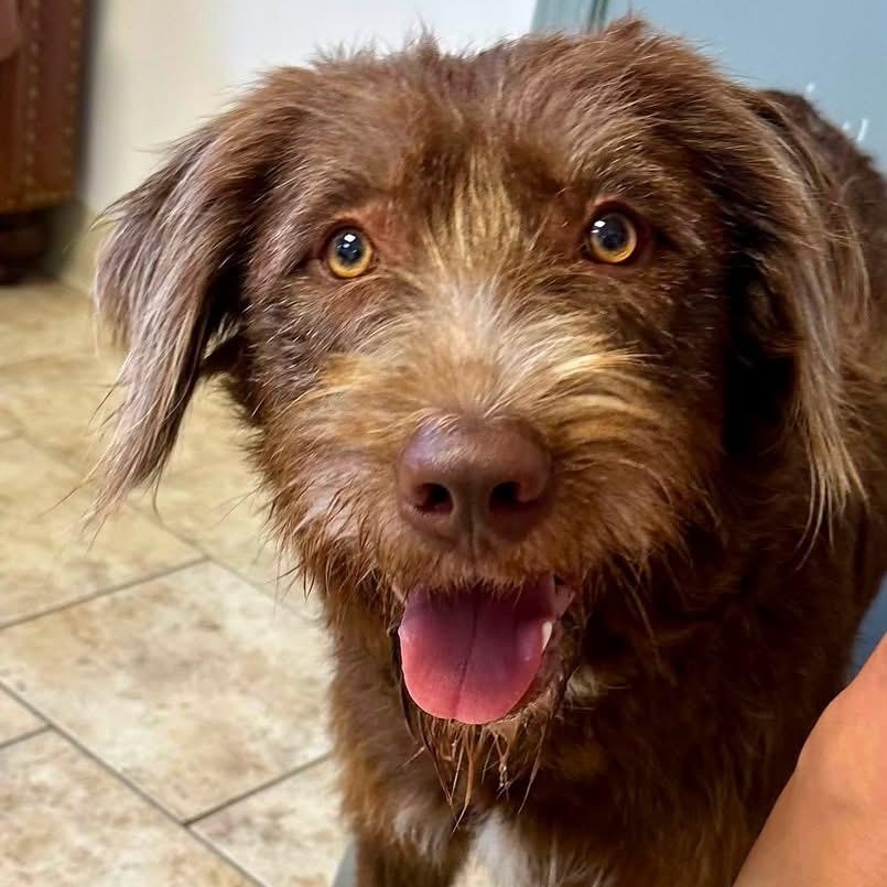 BINGO, a ADOPTABLE mixed breed in Pacific, MO image 1/3