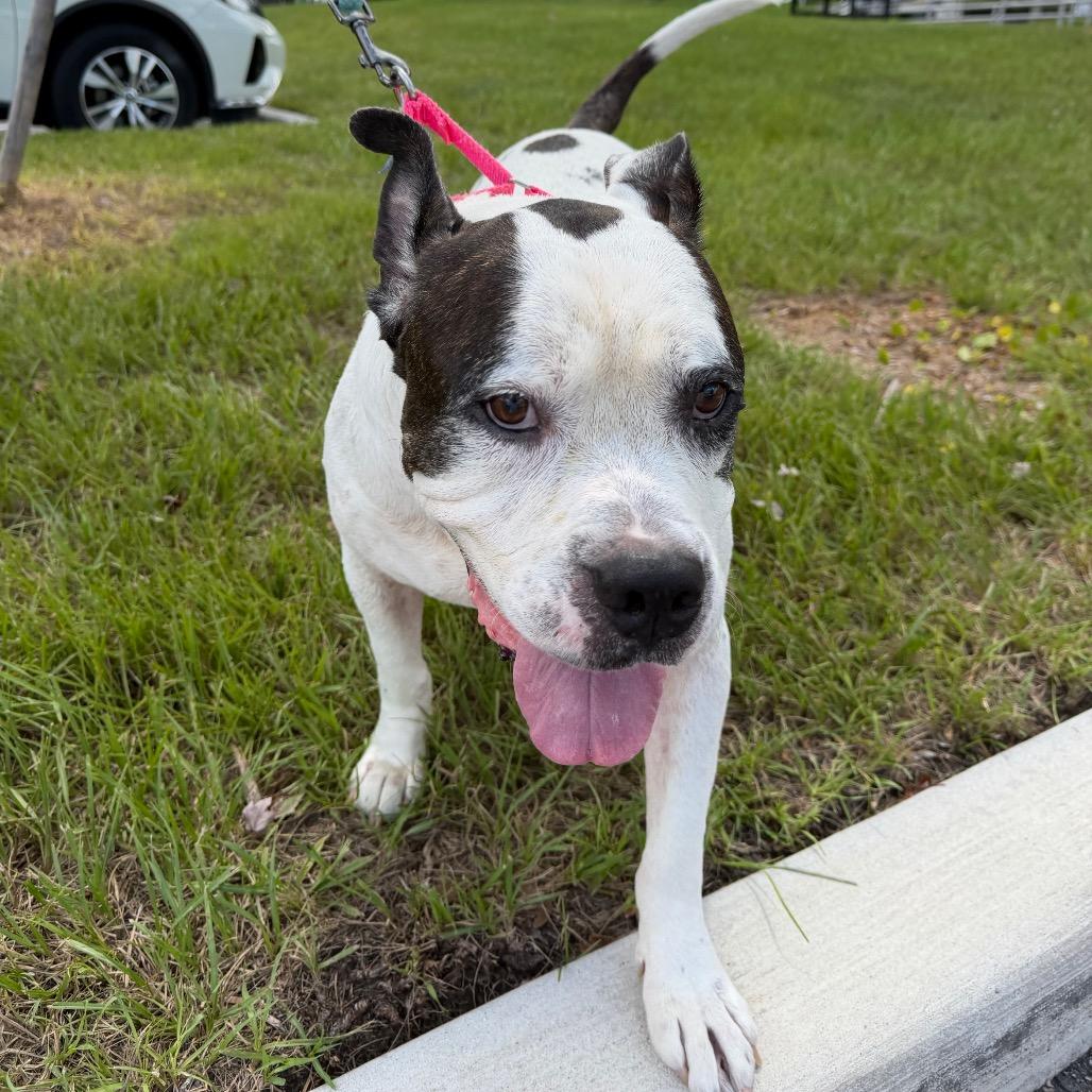 Bobo, Adoptable, Senior Male American Bulldog & Terrier.
