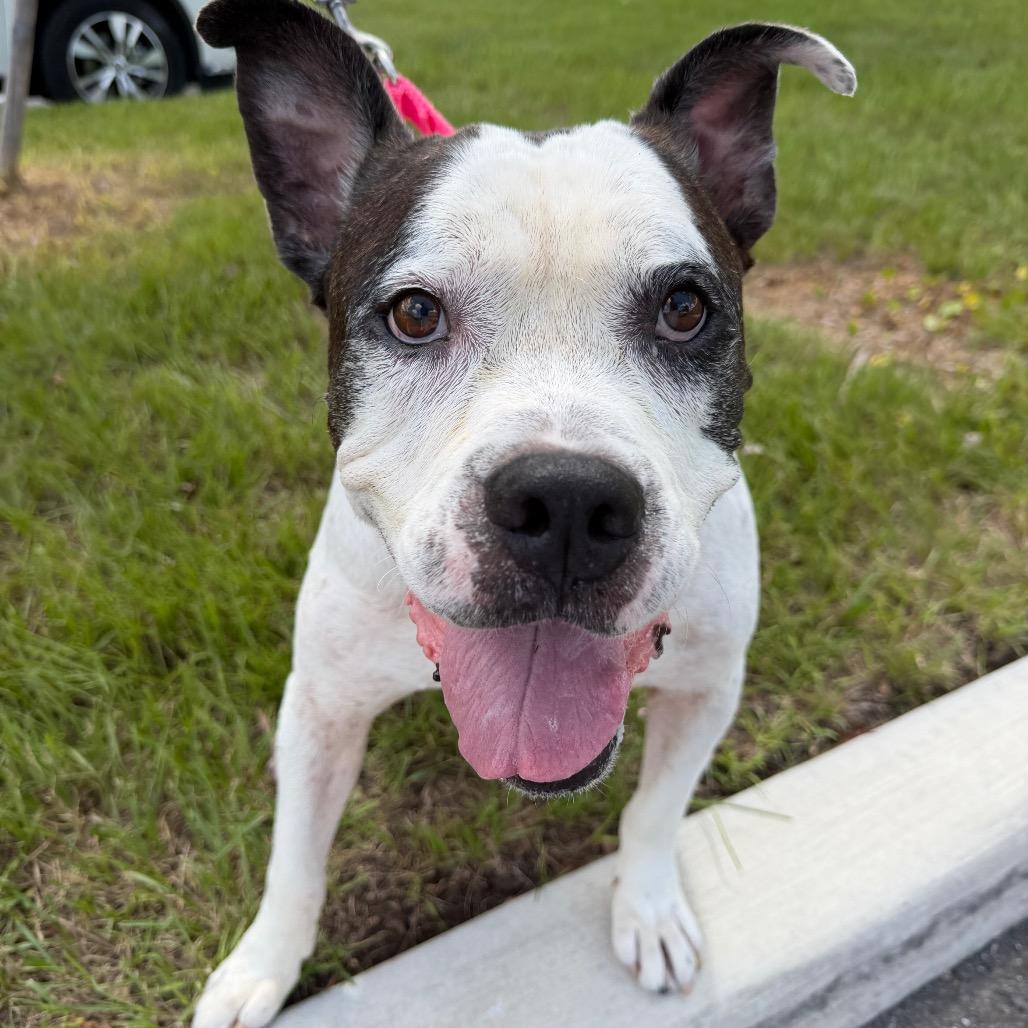 Bobo, a Adoptable mixed breed in Clearwater, FL image 2/6