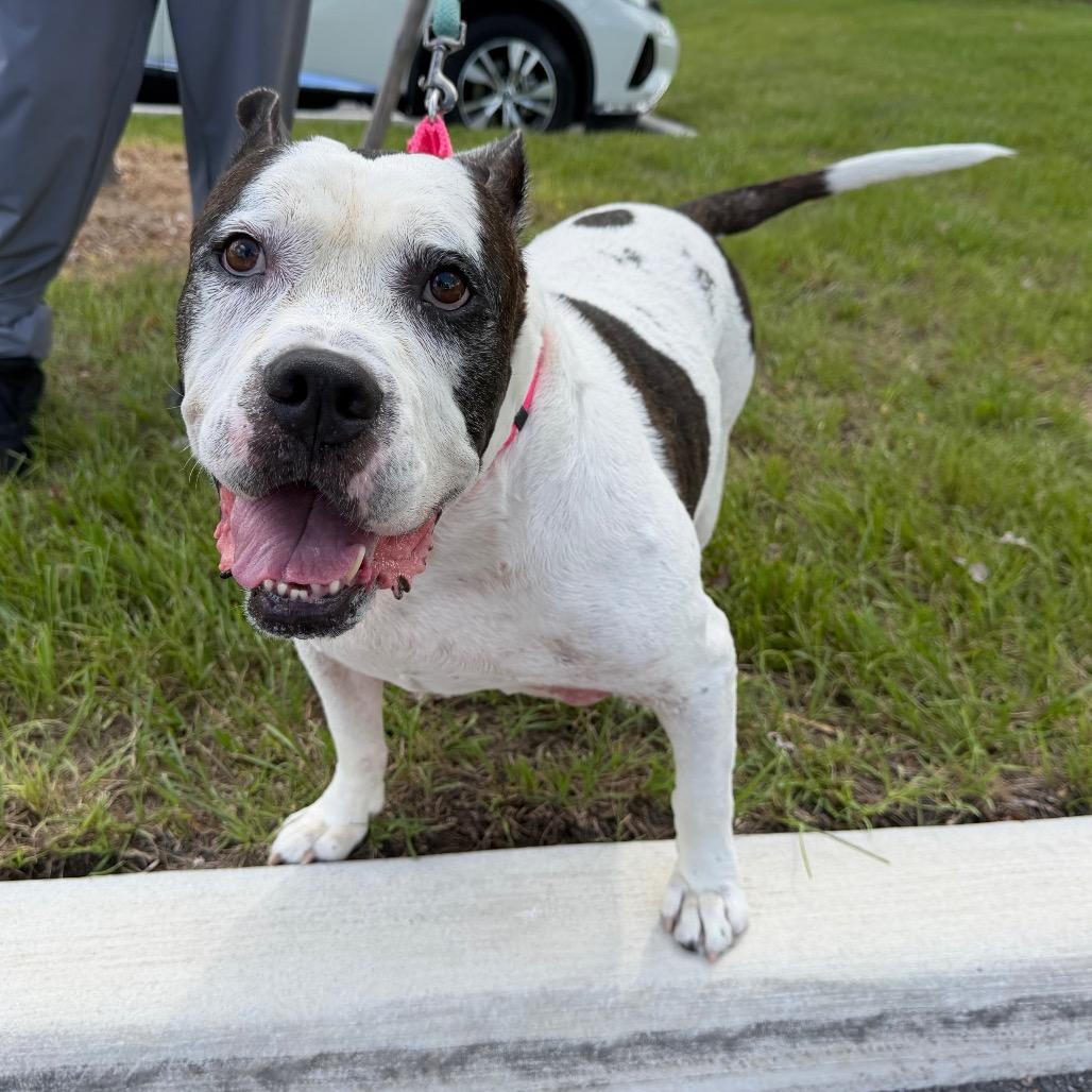 Bobo, a Adoptable mixed breed in Clearwater, FL image 3/6