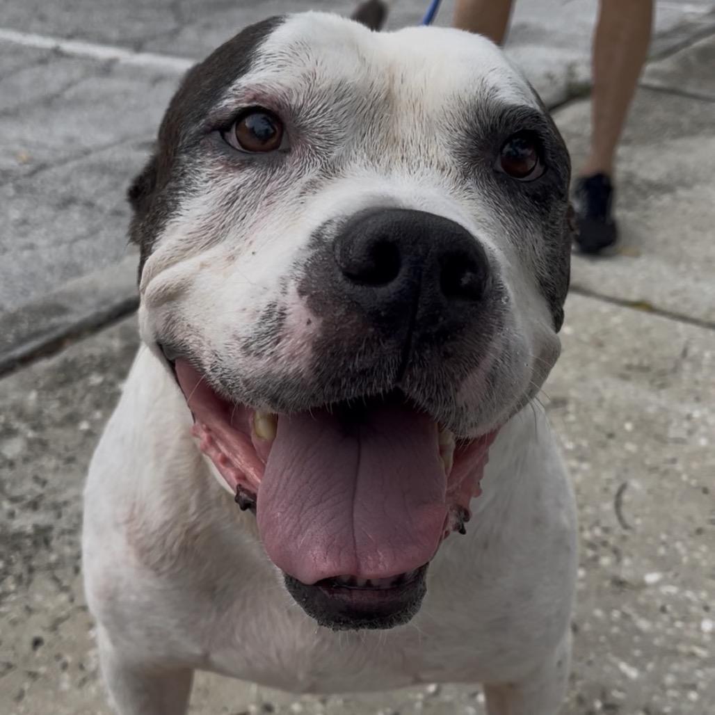 Bobo, a Adoptable mixed breed in Clearwater, FL image 4/6