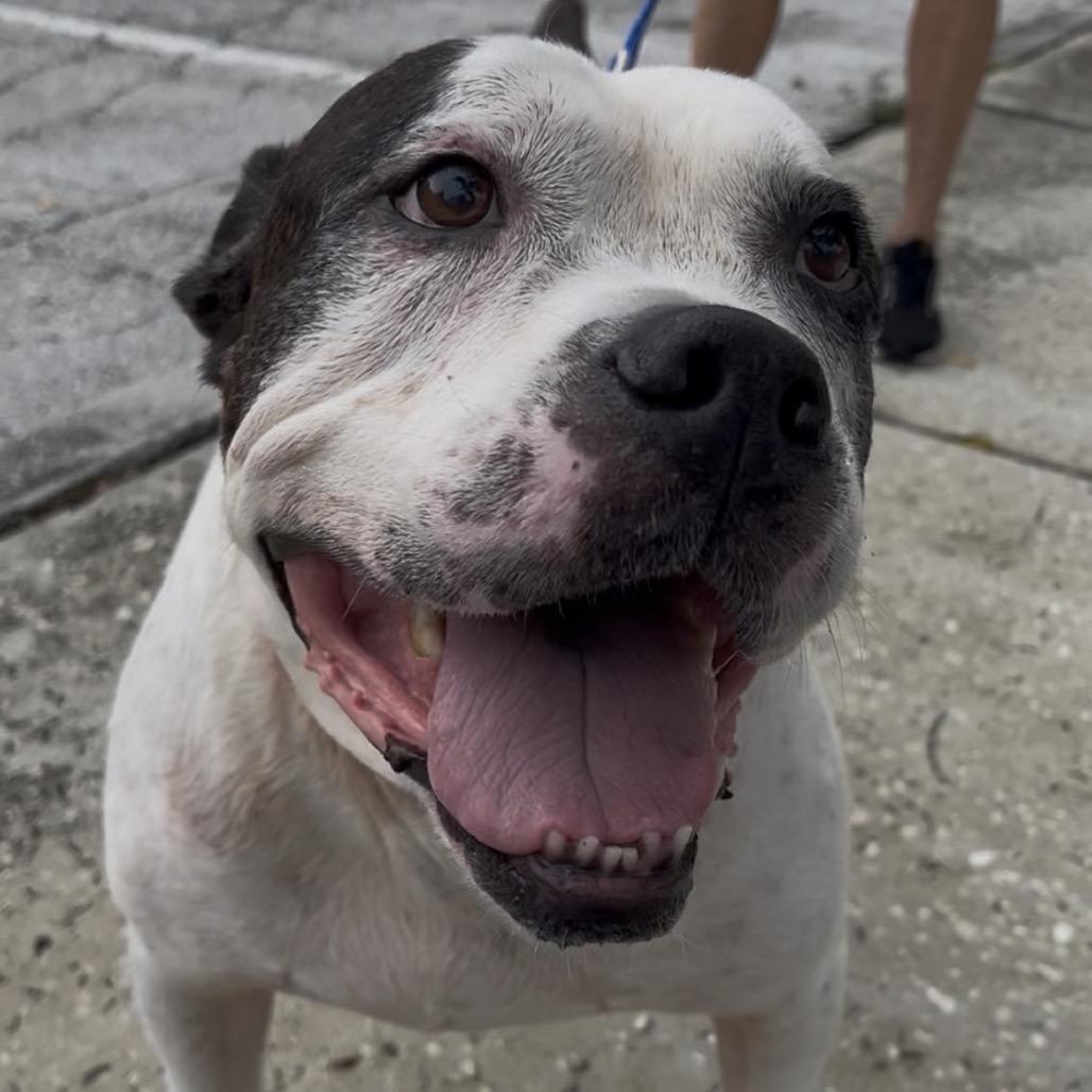 Bobo, a Adoptable mixed breed in Clearwater, FL image 5/6