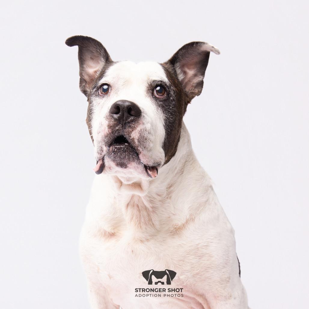 Bobo, a Adoptable mixed breed in Clearwater, FL image 6/6