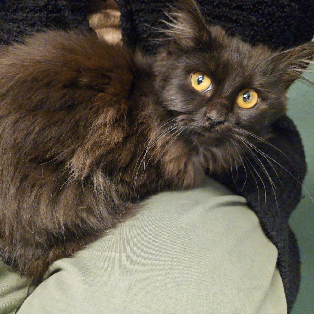 Enlarge Oni, a Adoptable Domestic Long Hair in Coos Bay, OR image 1/1