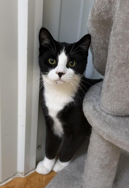 Sylvester, Adoptable, Young Male Domestic Short Hair.