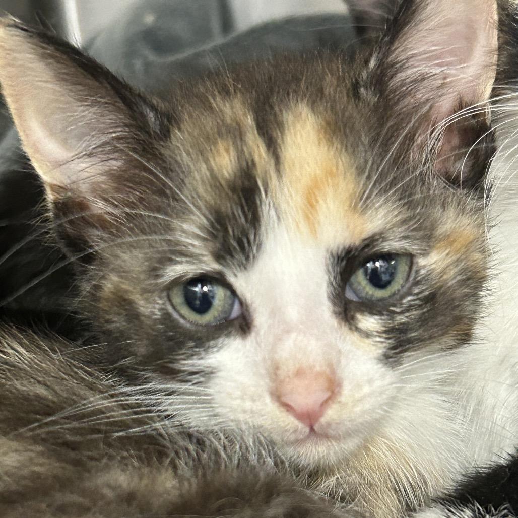 Enlarge P3-Deea, a Adoptable Domestic Short Hair in mount vernon, AR image 1/1