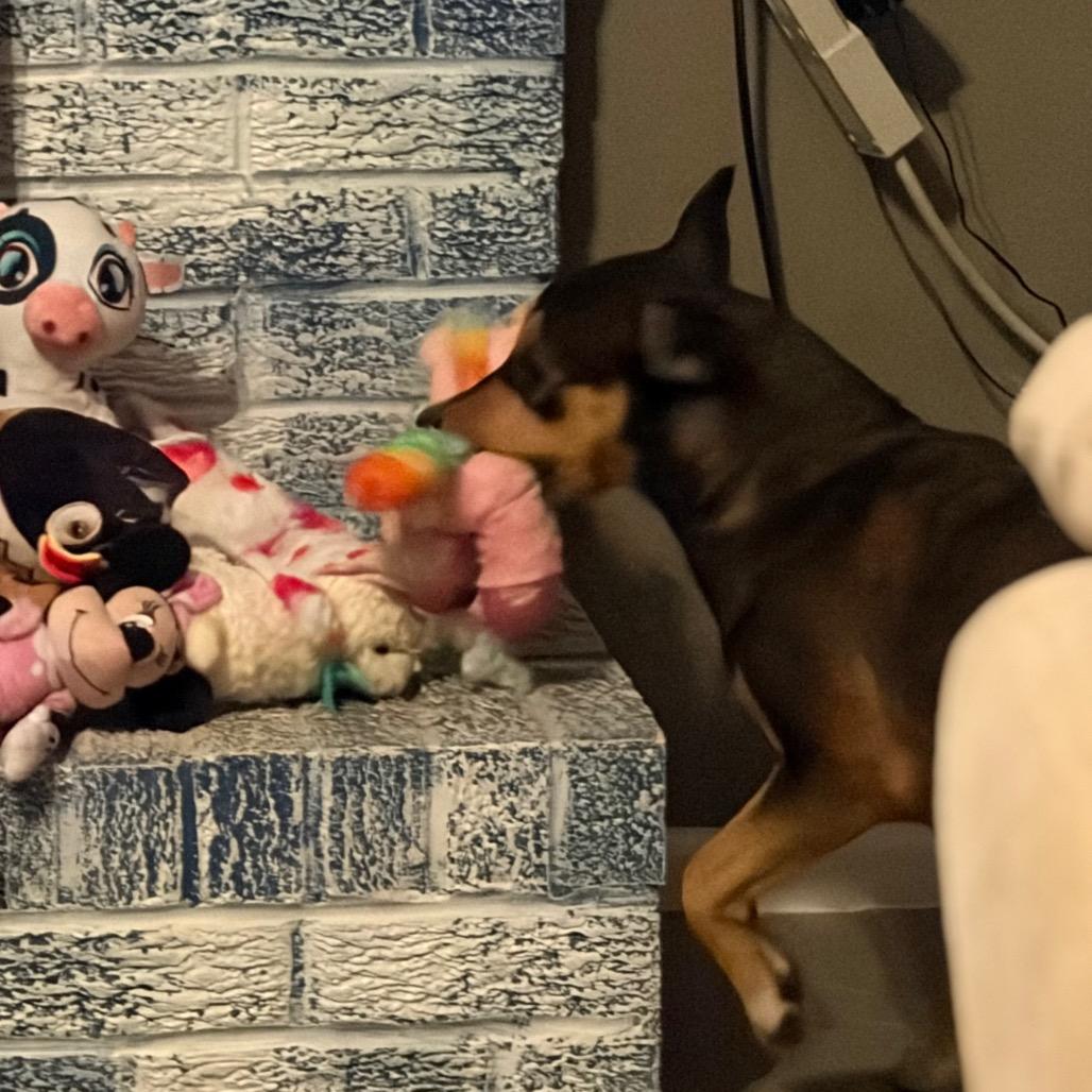 Magdalena-In foster-$199, Adoptable, Young Female Terrier.