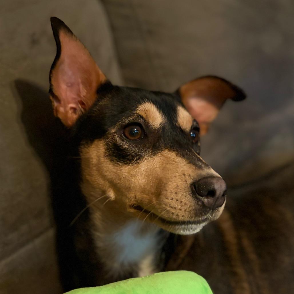 Magdalena-In foster-$199, a Adoptable Terrier in Springfield, MA image 2/4