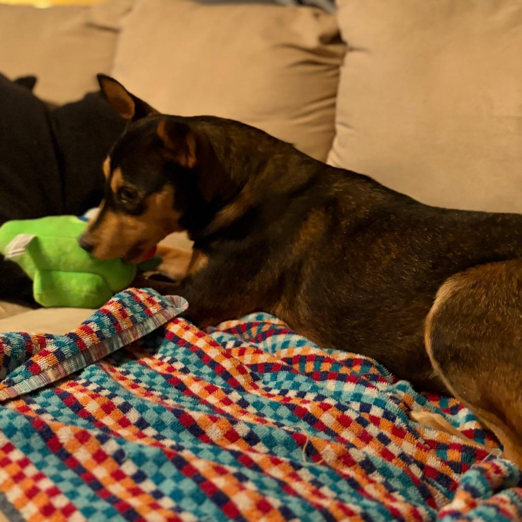 Magdalena-In foster-$199, a Adoptable Terrier in Springfield, MA image 4/4