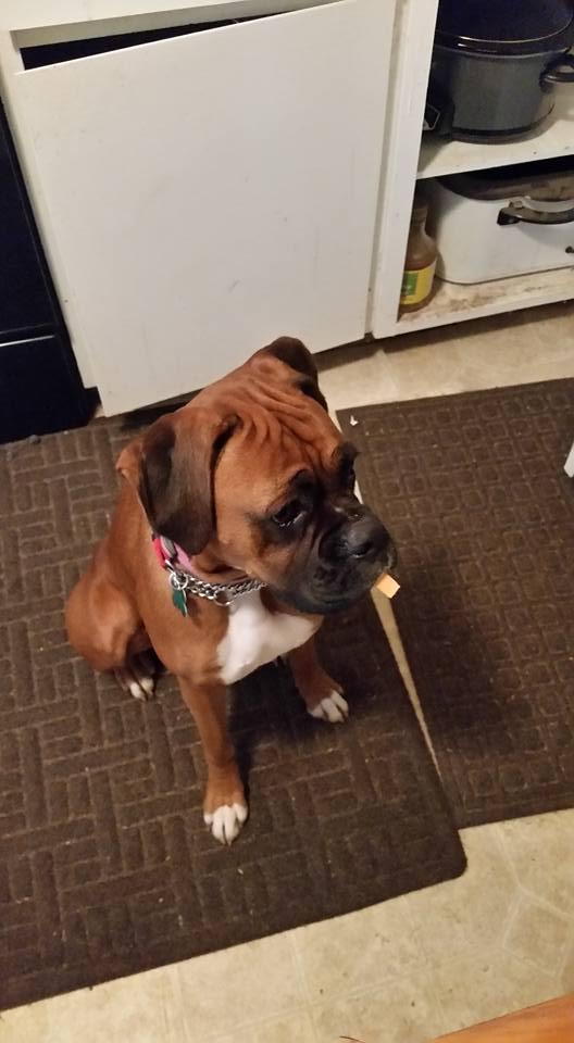 Dottie, Adopted, Adult Female Boxer.