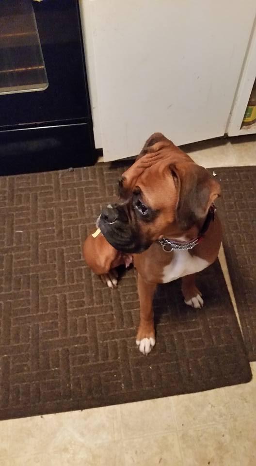 Enlarge Dottie, a Adopted Boxer in McMinnville, OR image 3/3