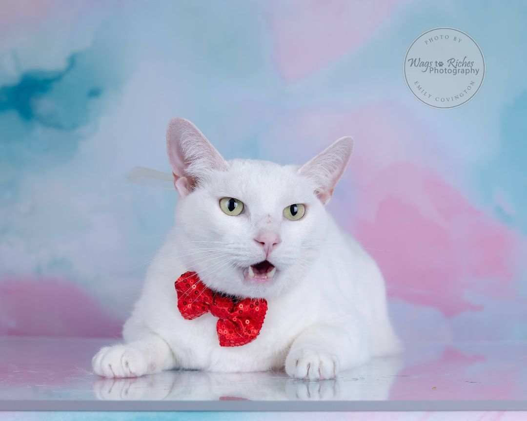 Frosty, a Adoptable Turkish Angora in Carlisle, PA image 1/6