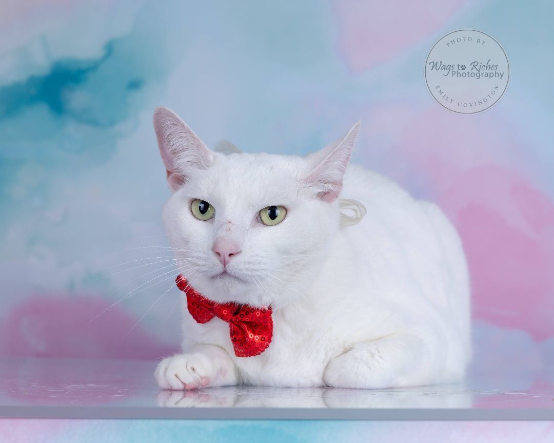 Frosty, a Adoptable Turkish Angora in Carlisle, PA image 2/6