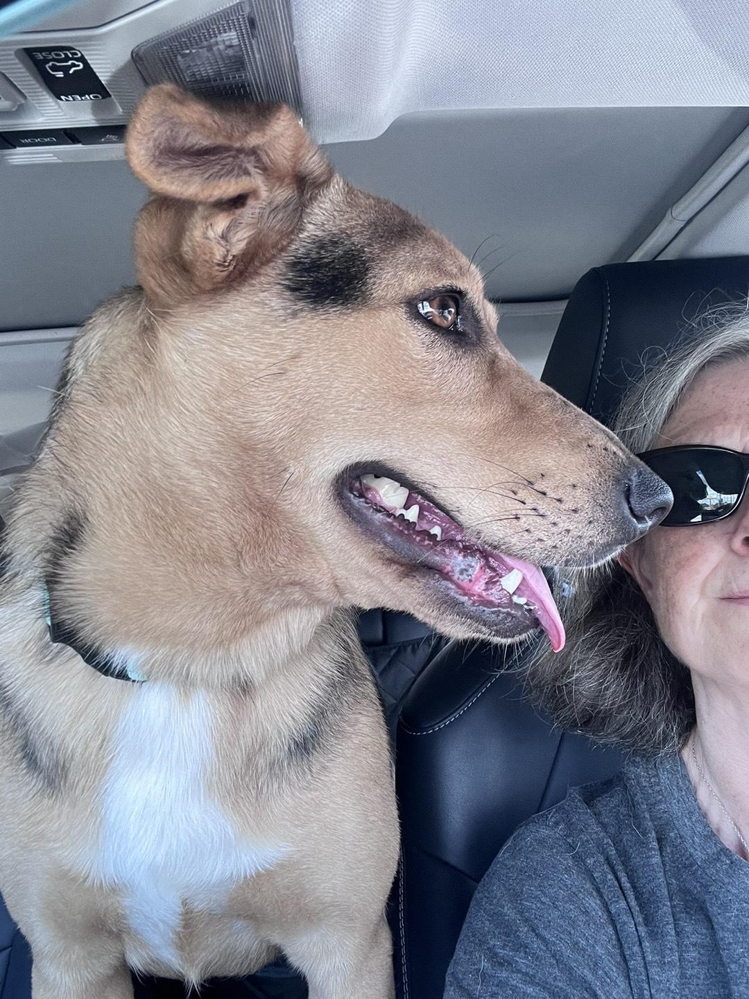 Enlarge Layla (Sweet, affectionate, and loving), a Adopted mixed breed in Troutdale, OR image 3/4