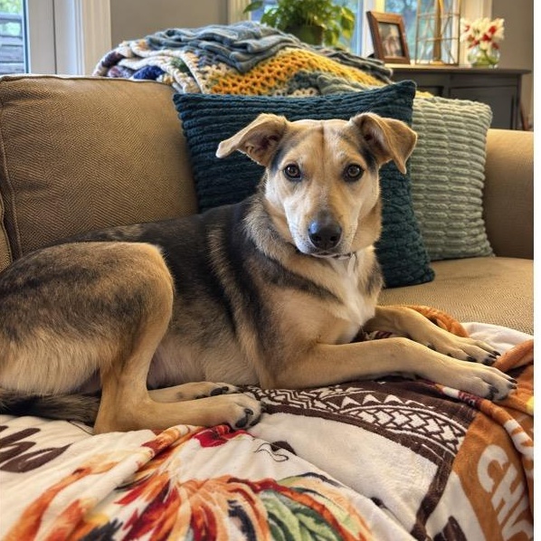 Layla (Sweet, affectionate, and loving), Adopted, Young Female Yellow Labrador Retriever.