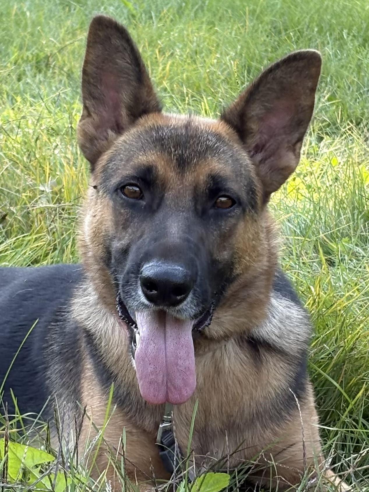 Shelby, Adoptable, Young Female German Shepherd Dog.