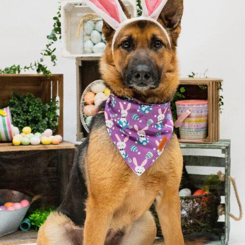 Enlarge Shelby, a Adoptable German Shepherd Dog in Vienna, ON image 6/6