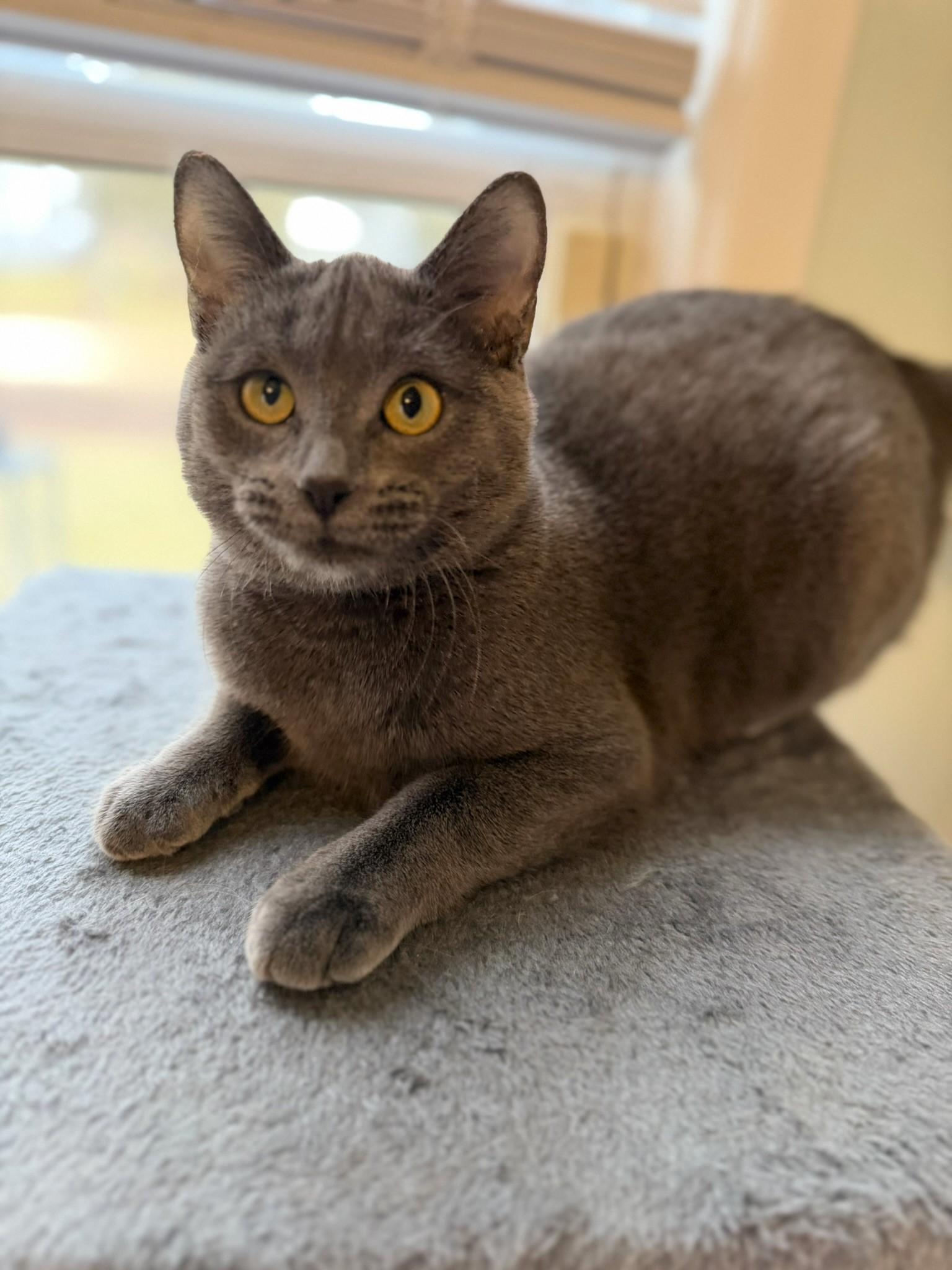 Maggie @ Canton PetSmart Habitat Michigan Ave, an adopted mixed breed in Taylor, MI image 5/6